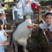 Pumpkin Patch Field Trip